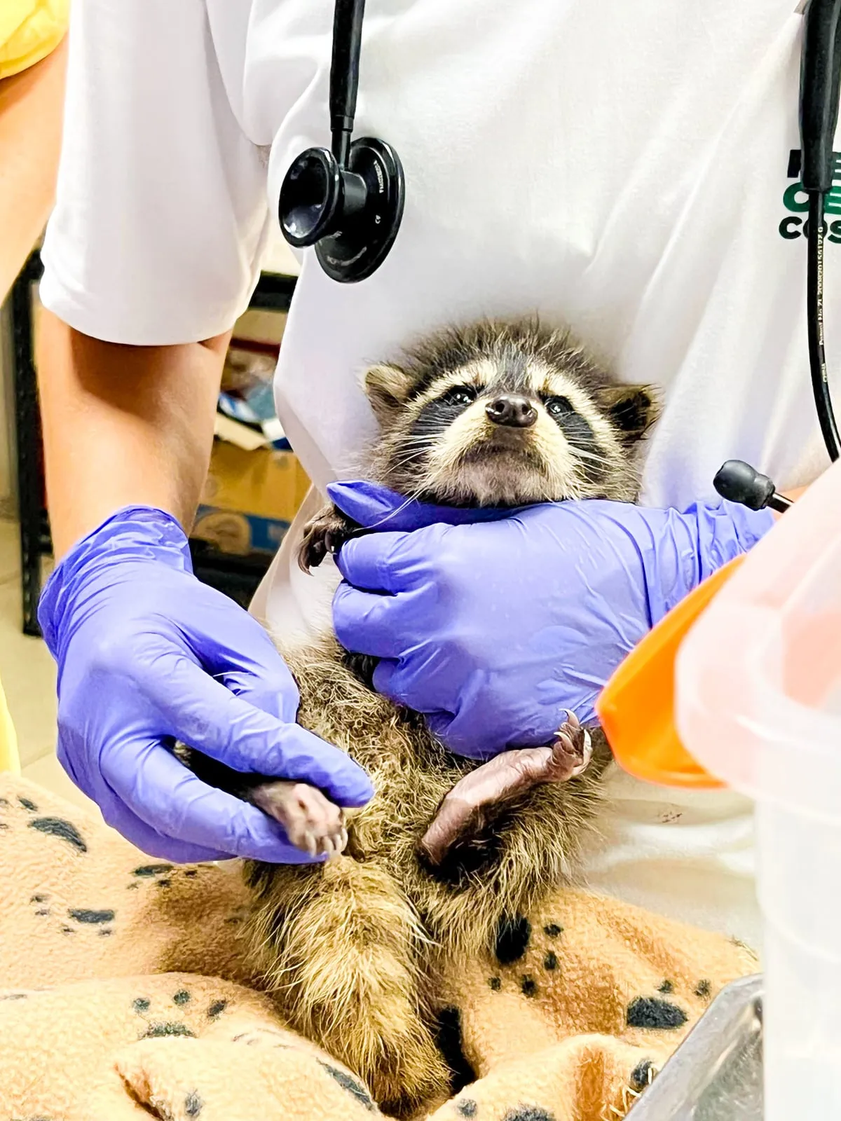 Veterinary student examining a raccoon in Costa Rica