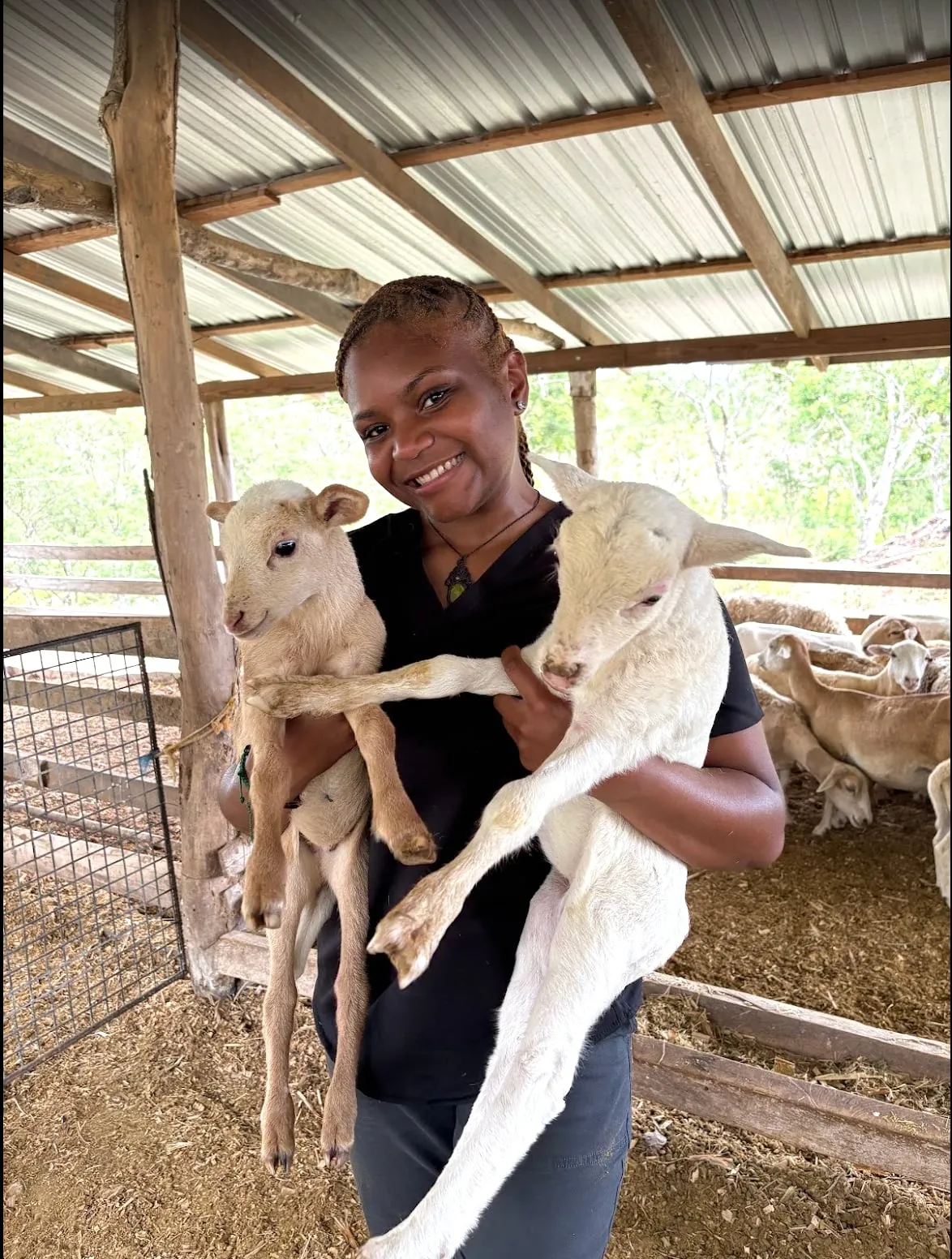 Student holding lambs on a farm in Belize