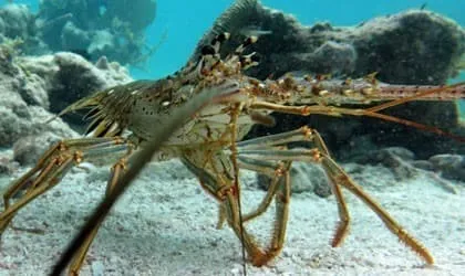 Spiny lobster on the sea floor