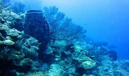 Coral reef underwater