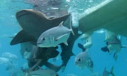 Nurse sharks and fish underwater