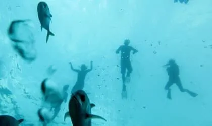 Students snorkeling during a marine orientation