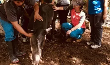 Veterinary students examining a young animal